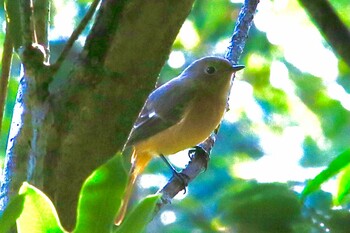 Daurian Redstart 下松市笠戸島 Sat, 11/9/2019