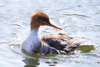 Red-breasted Merganser 下松市末武川 Sat, 10/31/2020