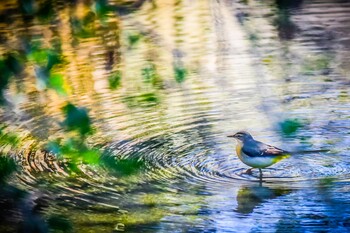 Grey Wagtail 下松市恋が浜 Sun, 10/25/2020