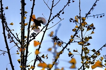 Daurian Redstart 下松市恋が浜 Sat, 10/31/2020