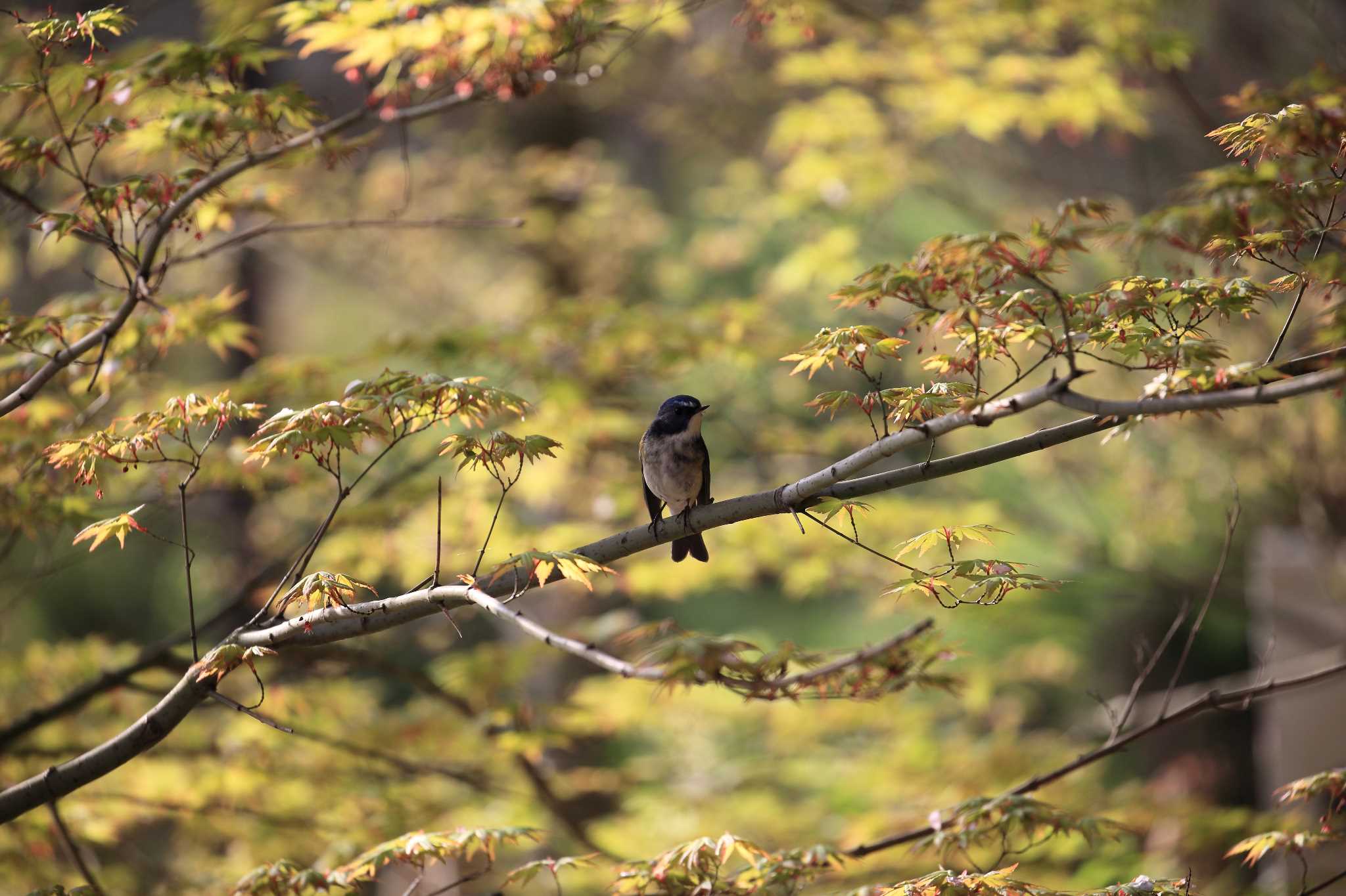 Photo of Red-flanked Bluetail at Akashi Park by 明石のおやじ