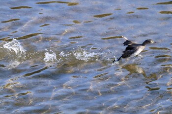 Little Grebe 下松市切戸川 Sat, 1/11/2020