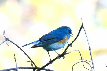 Red-flanked Bluetail 岩国市美和町 Mon, 12/28/2020