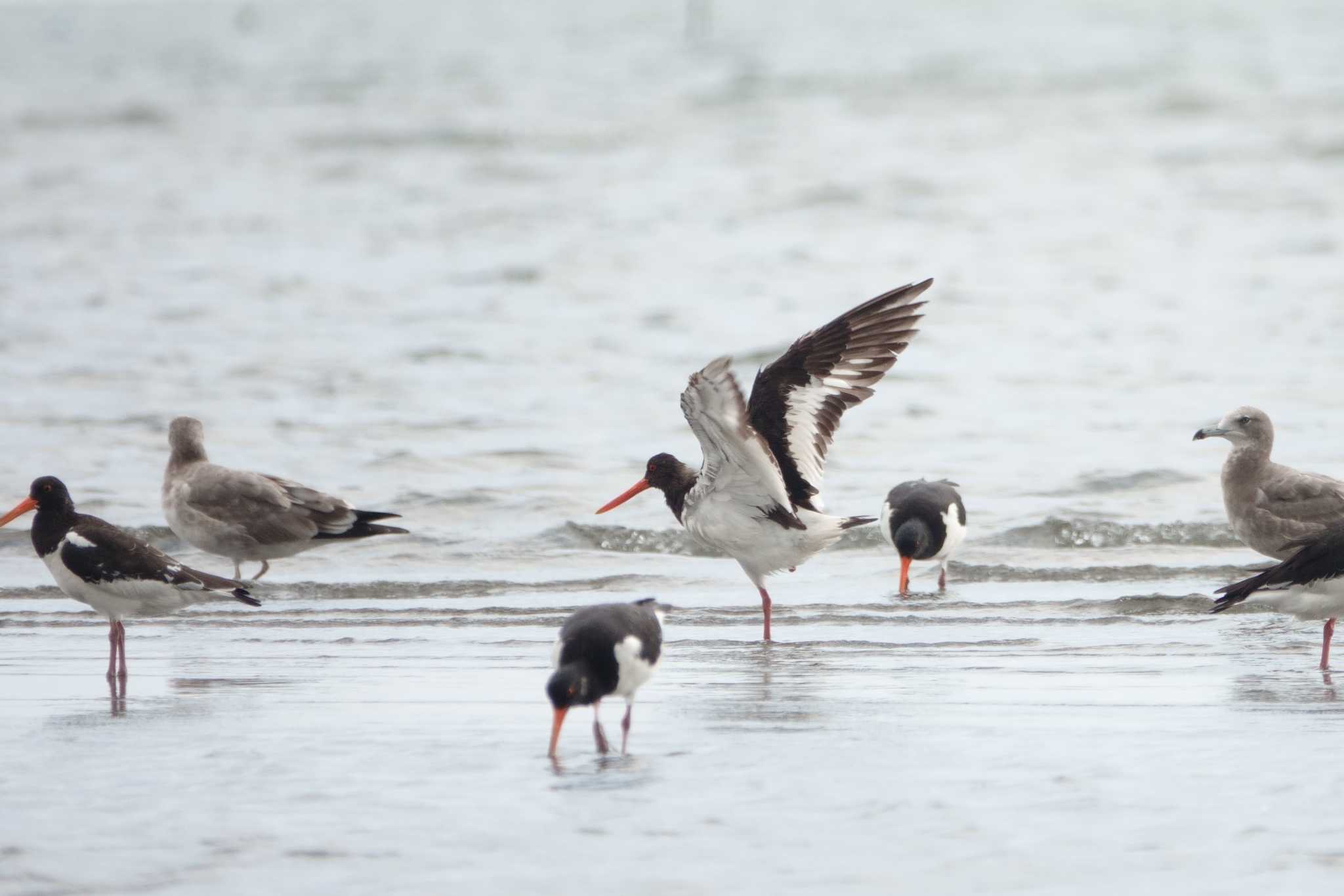 ふなばし三番瀬海浜公園 ミヤコドリの写真 by とみた