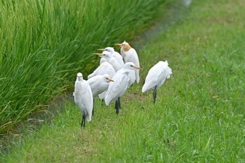 Eastern Cattle Egret 東海市 Wed, 9/8/2021