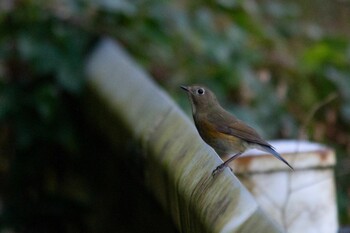 Red-flanked Bluetail 岩国市美和町 Mon, 12/28/2020