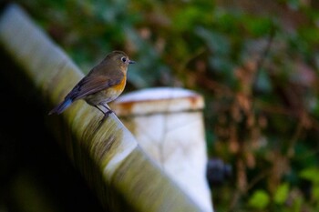 Red-flanked Bluetail 岩国市美和町 Mon, 12/28/2020