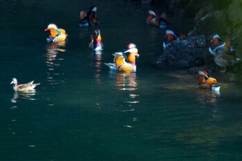 Mandarin Duck 岩国市美和町 Mon, 12/28/2020