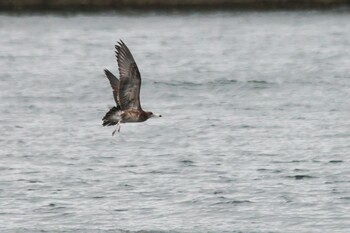 Black-tailed Gull 下松市笠戸島 Wed, 8/18/2021