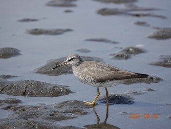 Grey-tailed Tattler Sambanze Tideland Tue, 9/7/2021