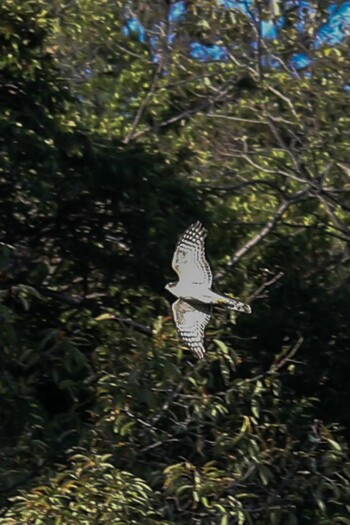 Eurasian Sparrowhawk 周南緑地公園(山口県周南市) Sat, 11/28/2020