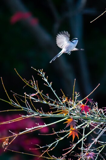 Long-tailed Tit 周南緑地公園(山口県周南市) Sat, 12/5/2020