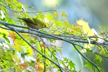 Warbling White-eye 周南緑地公園(山口県周南市) Sun, 11/29/2020