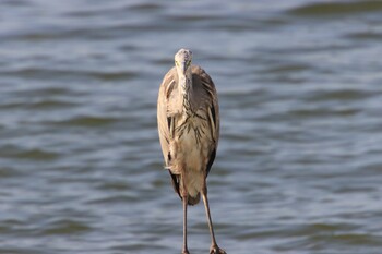 Grey Heron 甲子園浜(兵庫県西宮市) Sun, 8/29/2021