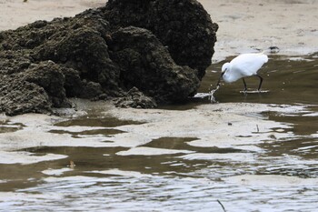 Little Egret 甲子園浜(兵庫県西宮市) Sun, 9/5/2021