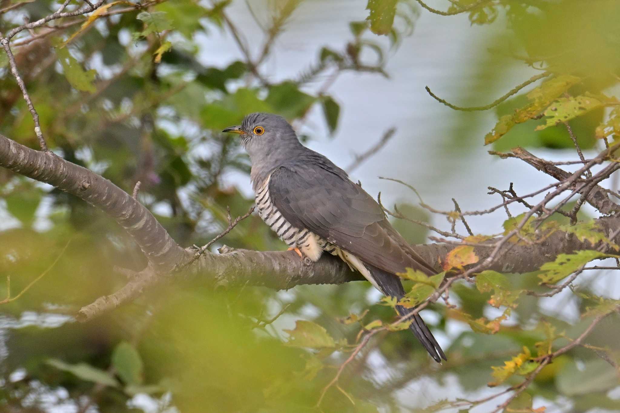 神奈川県 ツツドリの写真 by Tosh@Bird