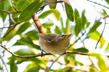 Japanese Bush Warbler 周南緑地公園(山口県周南市) Sat, 12/12/2020