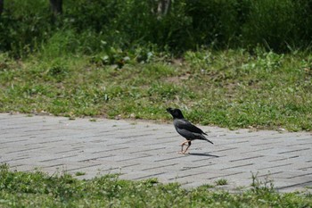 ハッカチョウ 港南ふれあい公園 2017年4月16日(日)