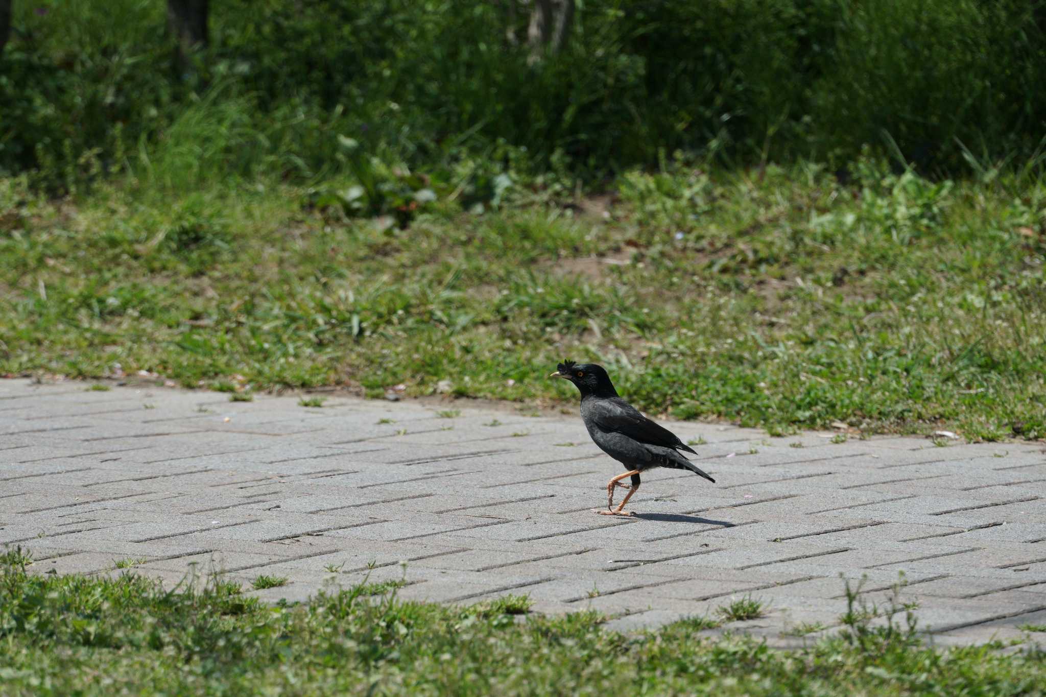 港南ふれあい公園 ハッカチョウの写真 by sinbesax