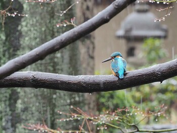 カワセミ 杉並区荻窪大田黒公園 撮影日未設定