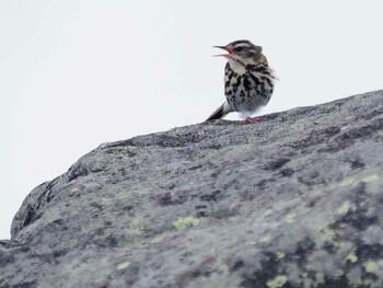 Olive-backed Pipit 長野県車山 Unknown Date