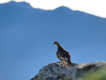 Rock Ptarmigan 南アルプス北岳 Fri, 8/9/2019