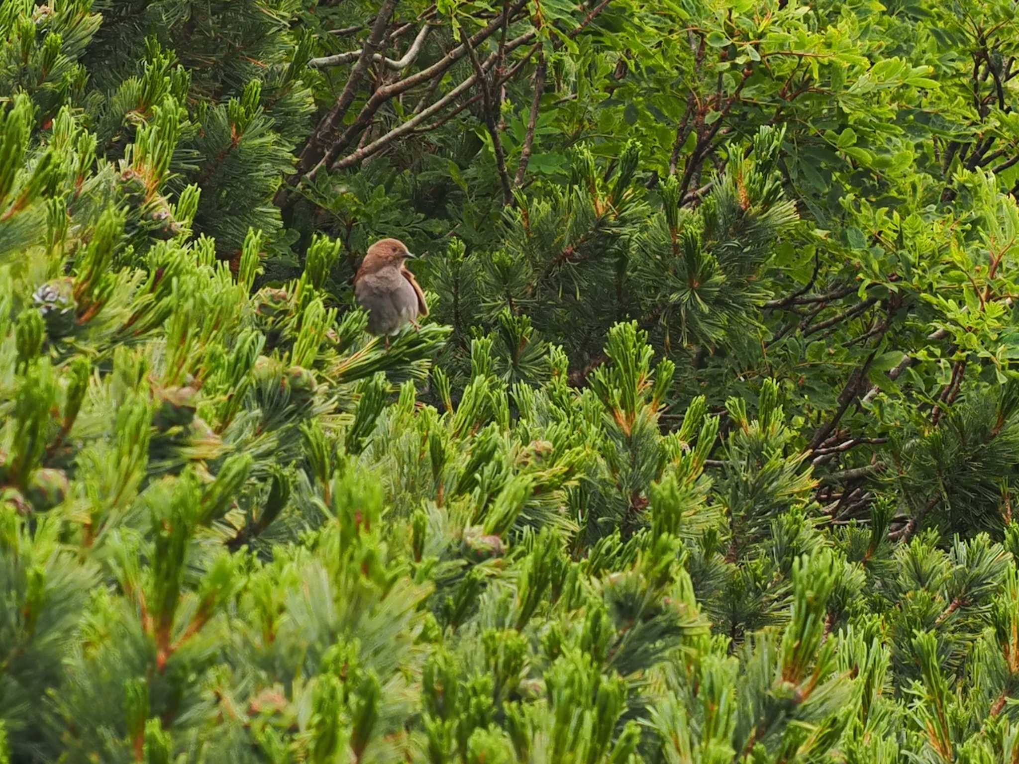 Photo of Japanese Accentor at 南アルプス北岳 by 日根野 哲也