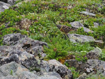 Alpine Accentor 南アルプス北岳 Thu, 8/8/2019