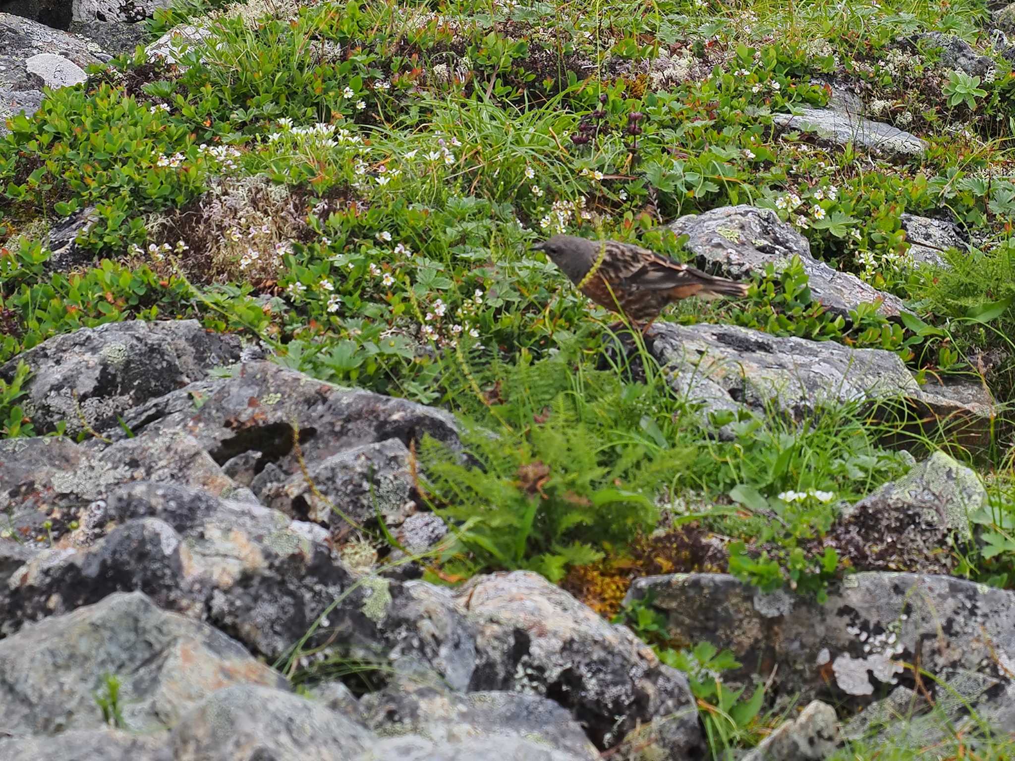 Photo of Alpine Accentor at 南アルプス北岳 by 日根野 哲也