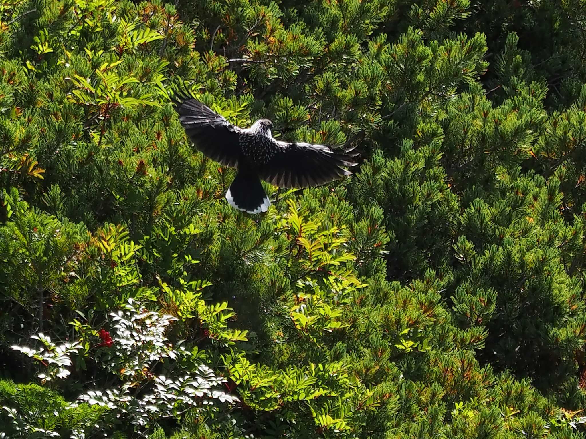 Photo of Spotted Nutcracker at 南アルプス千丈岳 by 日根野 哲也