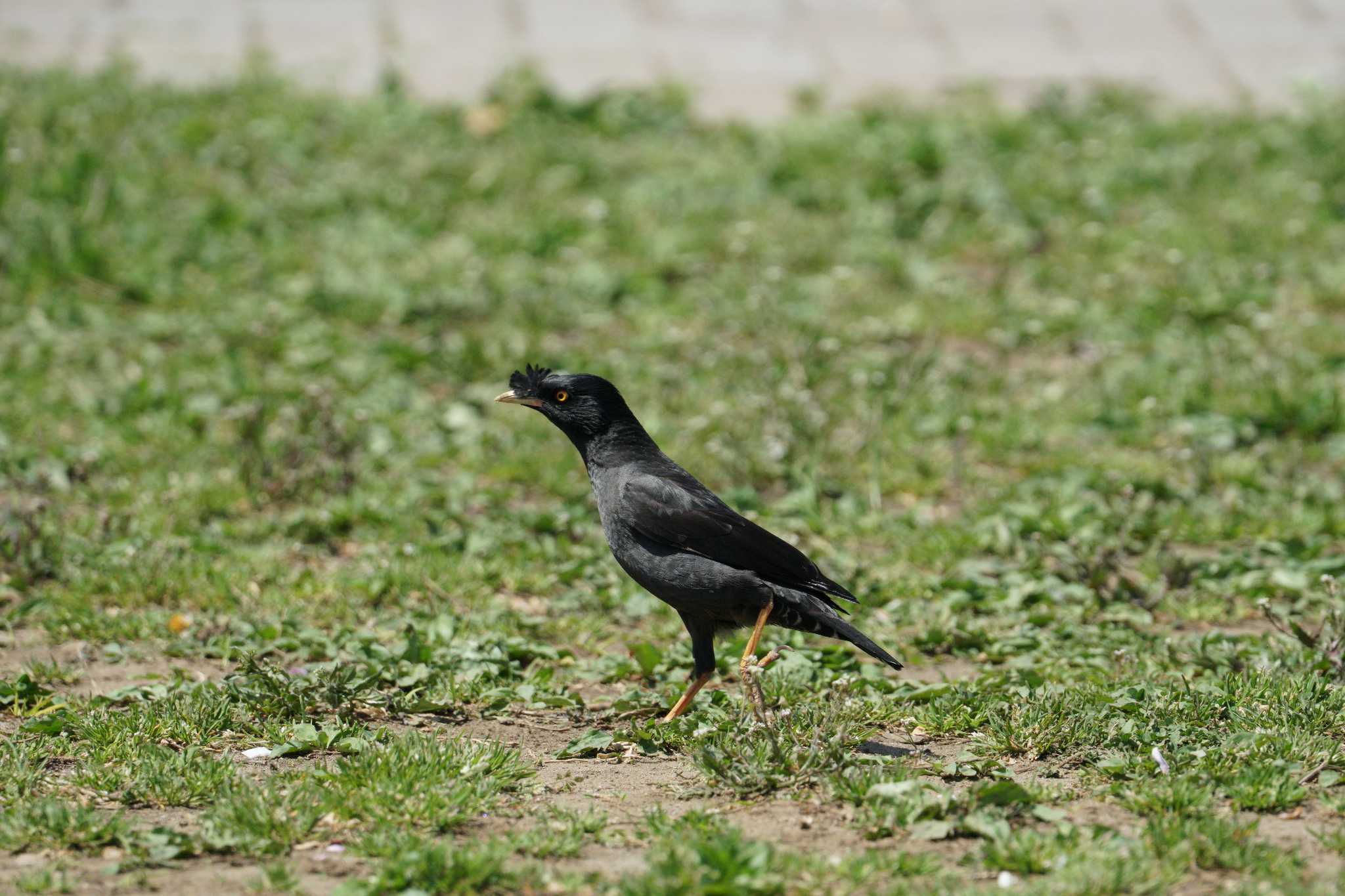 Photo of Crested Myna at 港南ふれあい公園 by sinbesax