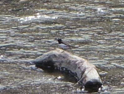 Photo of Wagtail at 鴨川 by smallfield