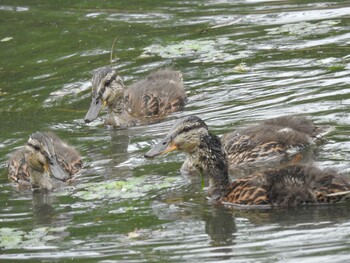 マガモ 百合が原公園 2021年7月1日(木)