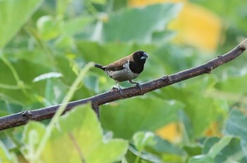 Black-faced Munia