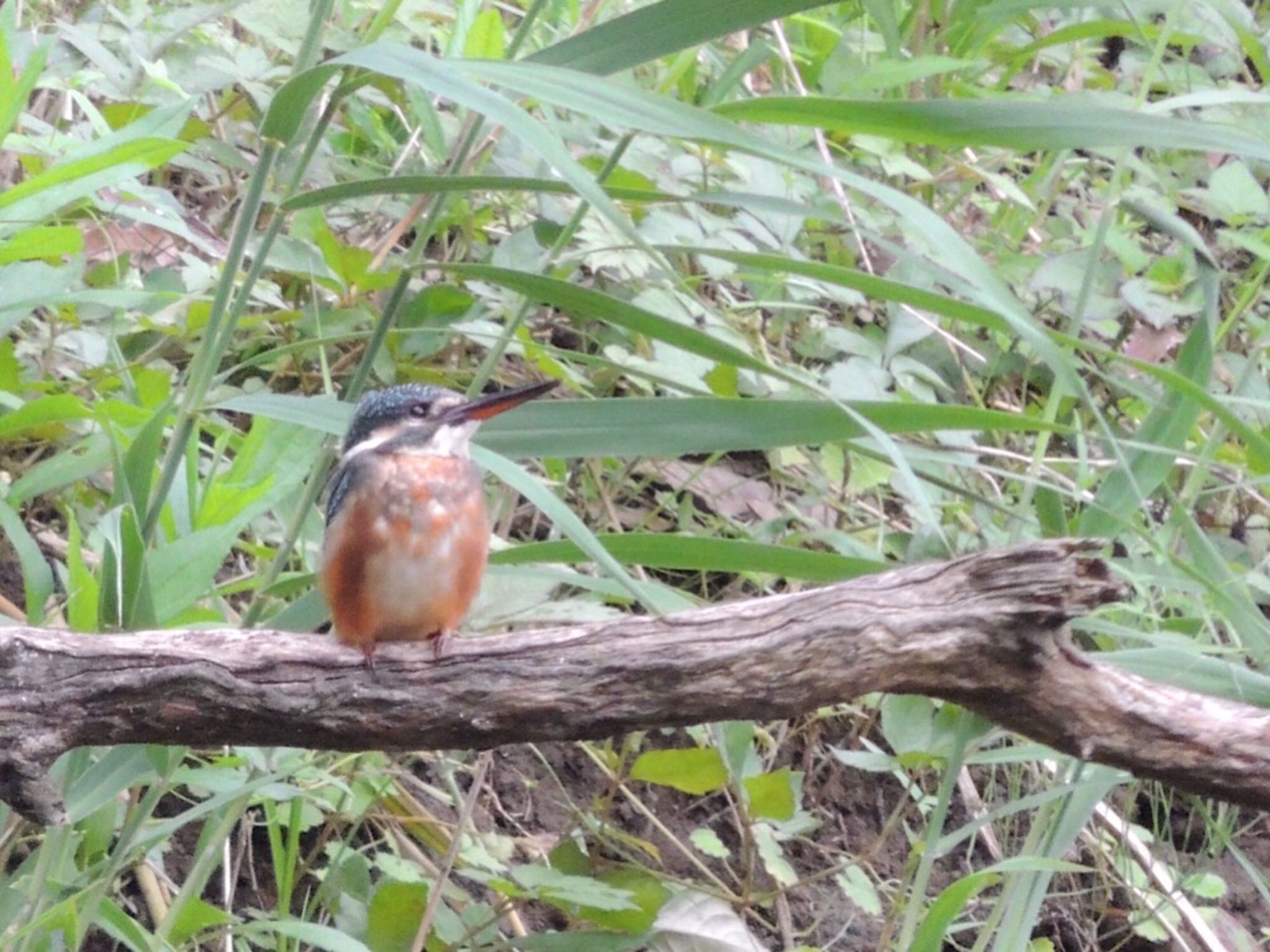 カワセミ