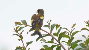 Grey-capped Greenfinch 埼玉県羽生水郷公園 Unknown Date