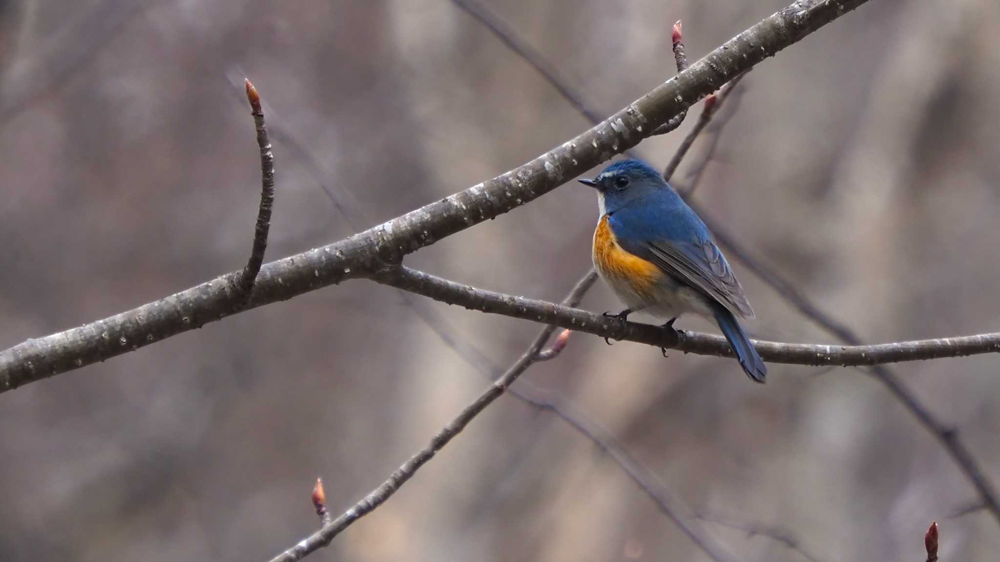 Photo of Red-flanked Bluetail at 甲武信ヶ岳 by 日根野 哲也