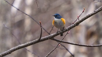 Red-flanked Bluetail 甲武信ヶ岳 Sun, 4/26/2020