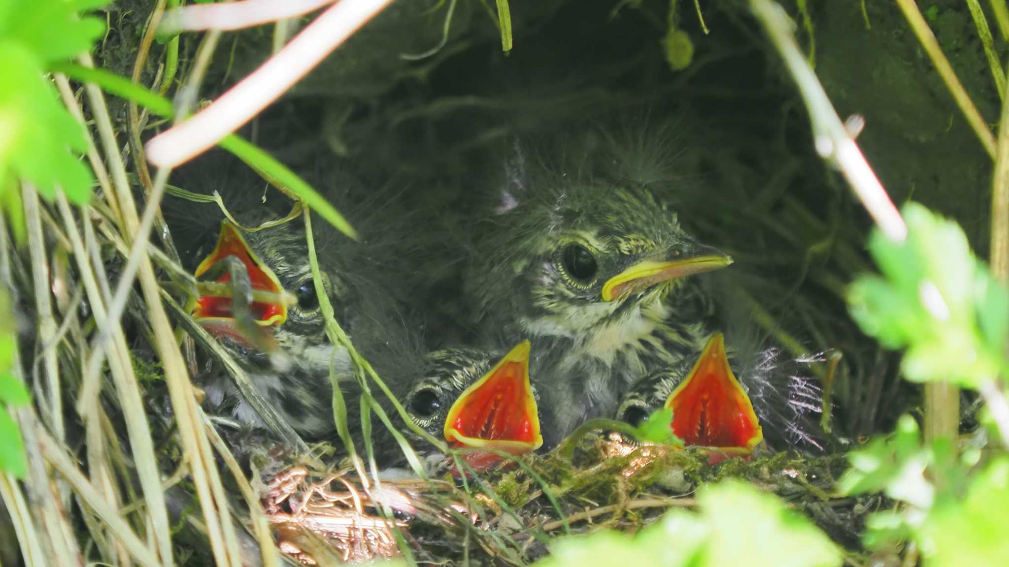 Photo of Olive-backed Pipit at 南アルプス北岳 by 日根野 哲也