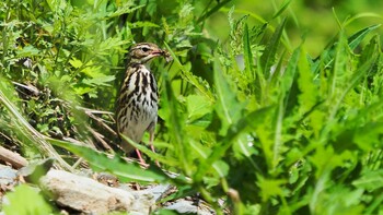 Olive-backed Pipit 南アルプス北岳 Fri, 8/9/2019