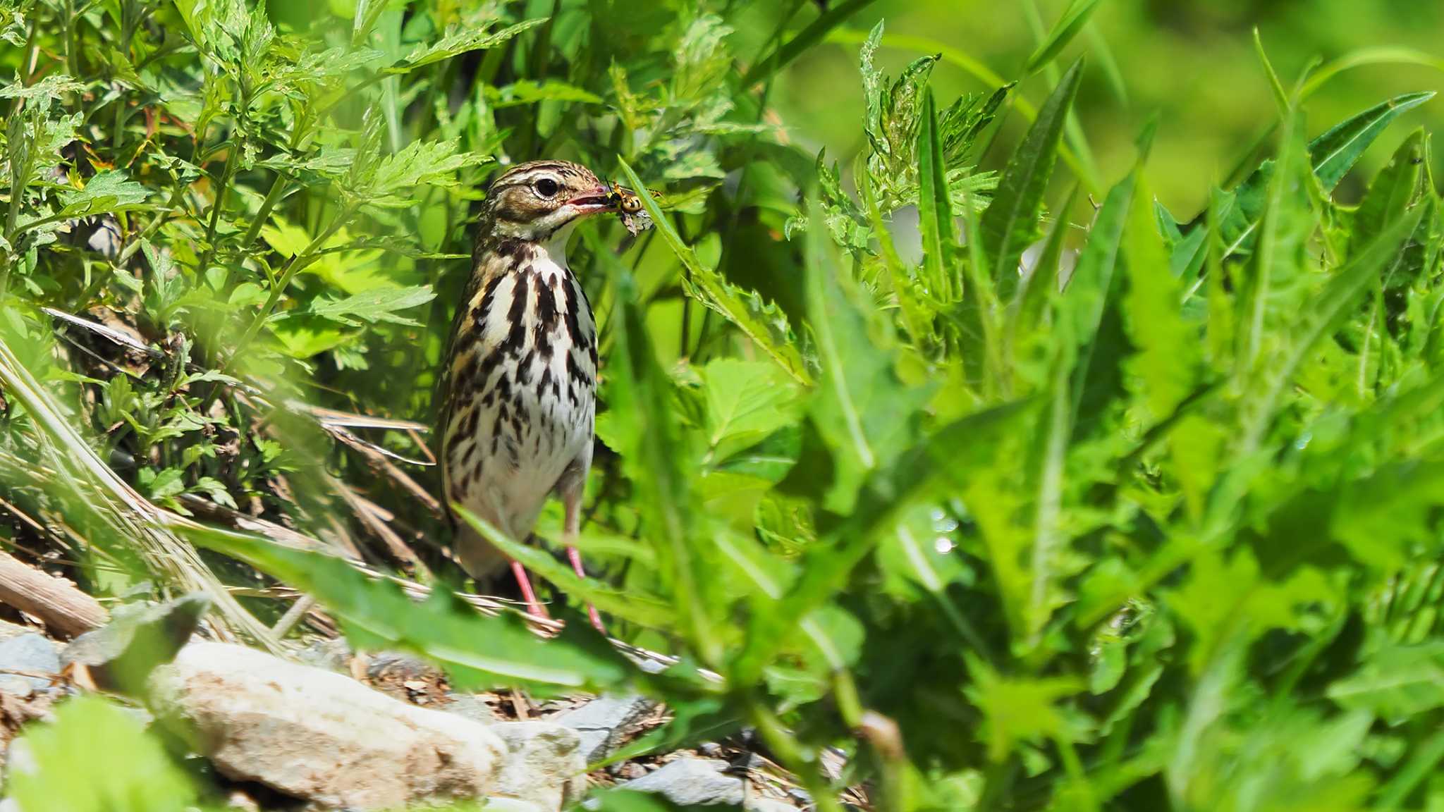 Photo of Olive-backed Pipit at 南アルプス北岳 by 日根野 哲也