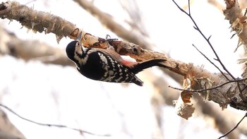 White-backed Woodpecker Ozegahara Sun, 10/25/2020
