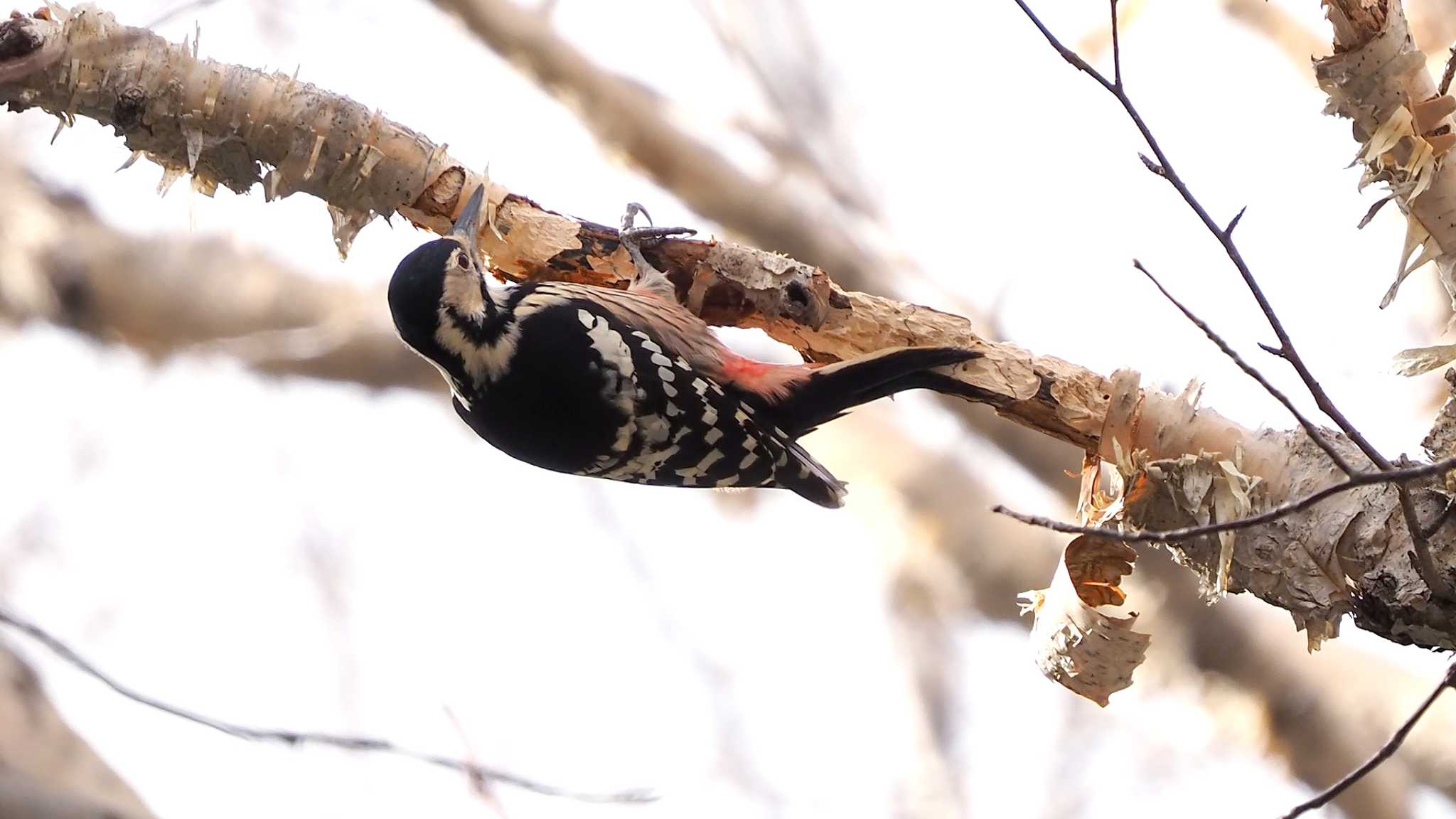 White-backed Woodpecker