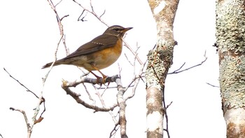 Eyebrowed Thrush Ozegahara Sun, 10/25/2020