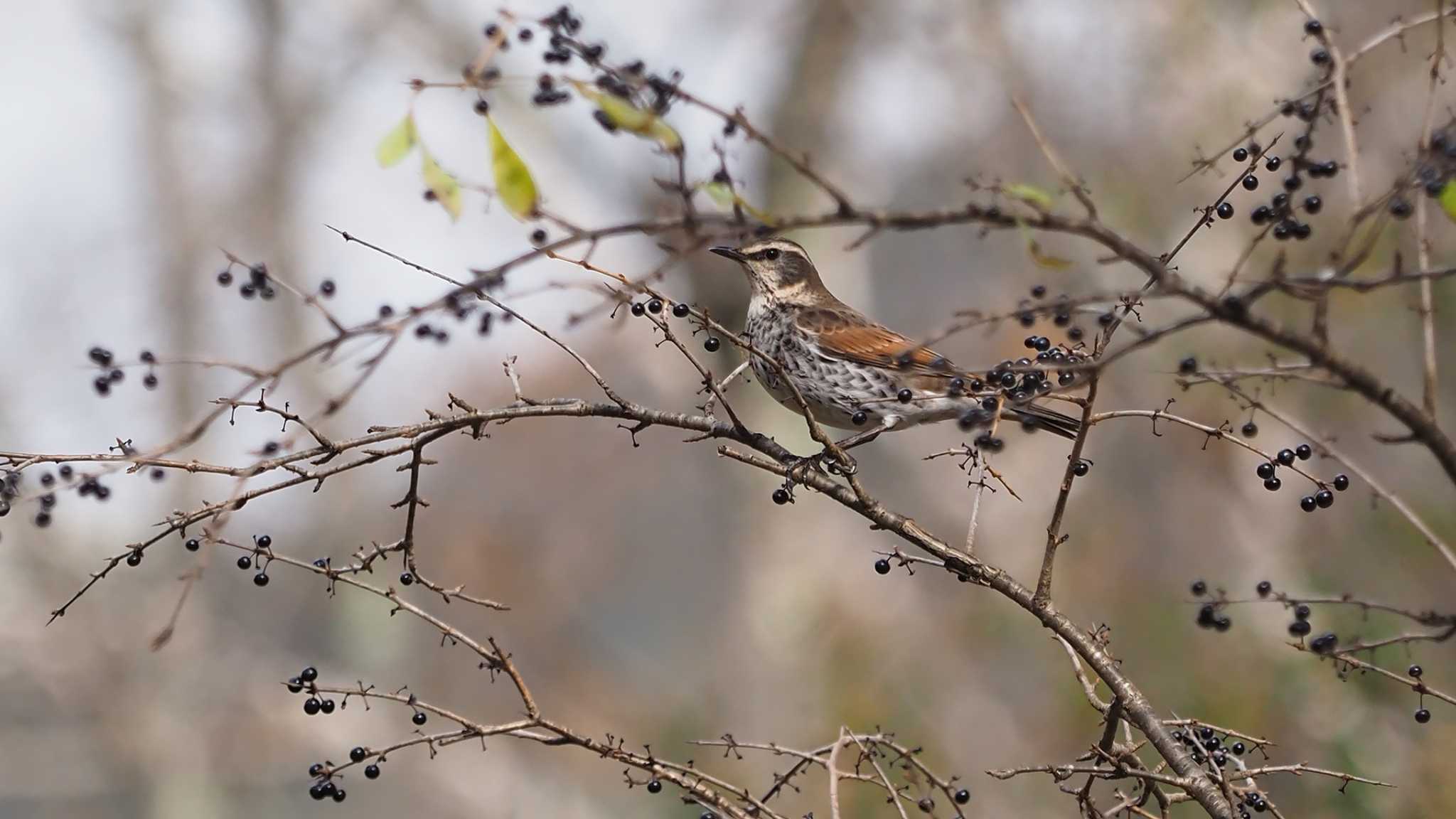 Photo of Dusky Thrush at Ozegahara by 日根野 哲也