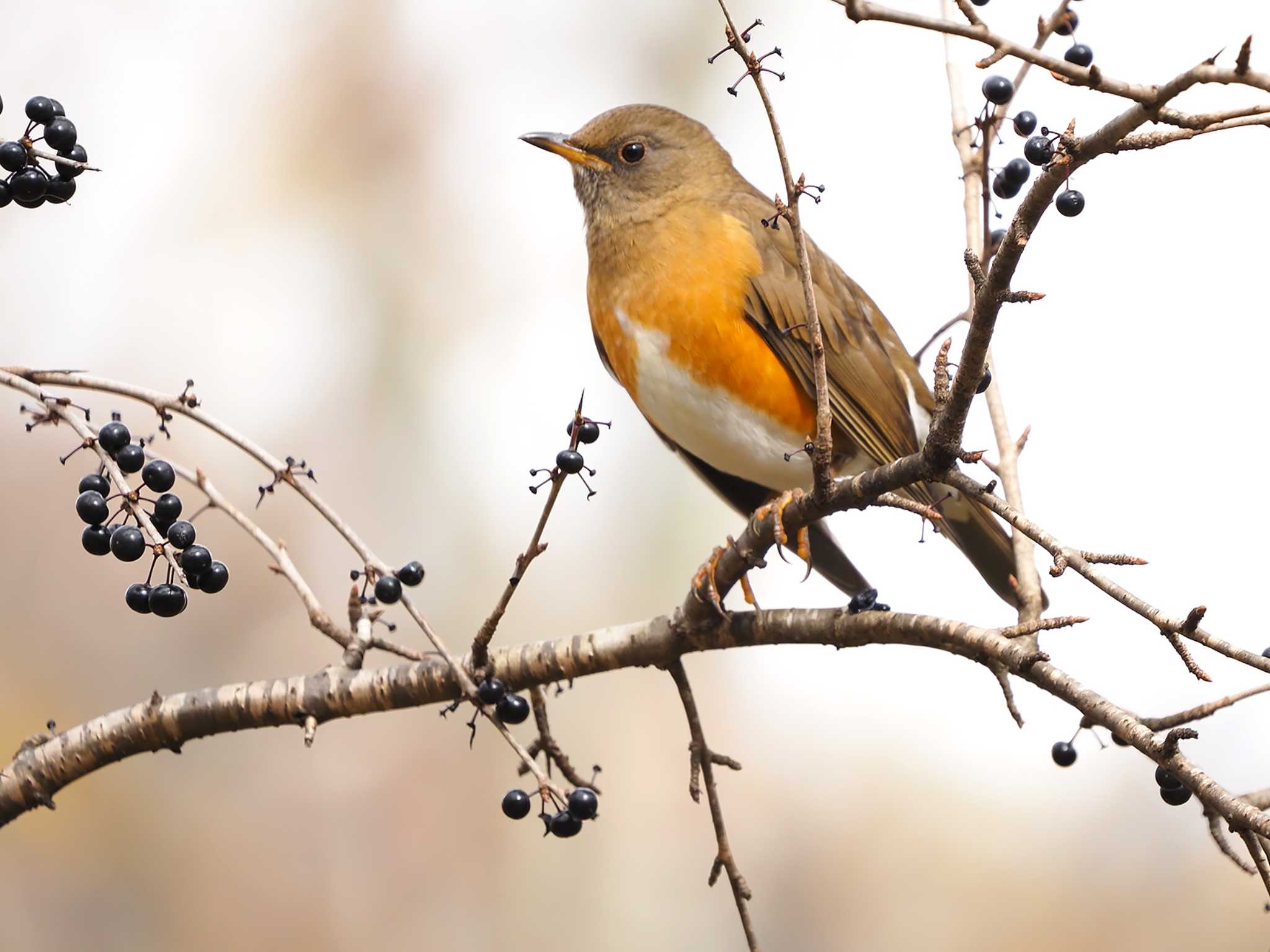 Photo of Brown-headed Thrush at Ozegahara by 日根野 哲也