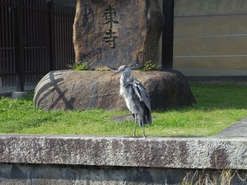 Grey Heron 東寺 Sun, 4/16/2017