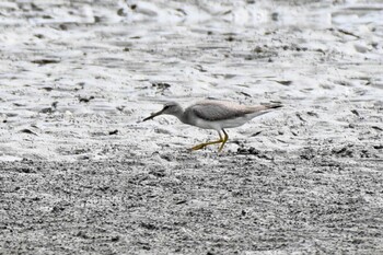 2021年9月7日(火) ふなばし三番瀬海浜公園の野鳥観察記録