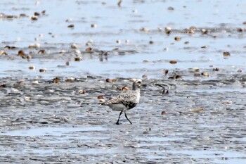 ダイゼン ふなばし三番瀬海浜公園 2021年9月7日(火)