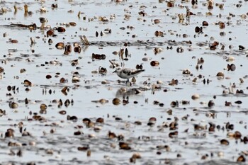 ミユビシギ ふなばし三番瀬海浜公園 2021年9月7日(火)